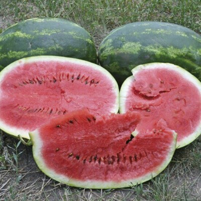 Семена арбуза Юмми F1 (68-70 дней) ранний 8-10 кг (1000 нас.) Lark Seeds